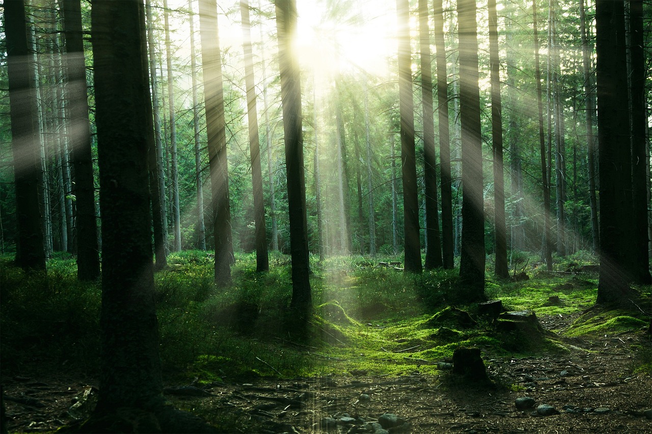 Baumbestattung im Wald