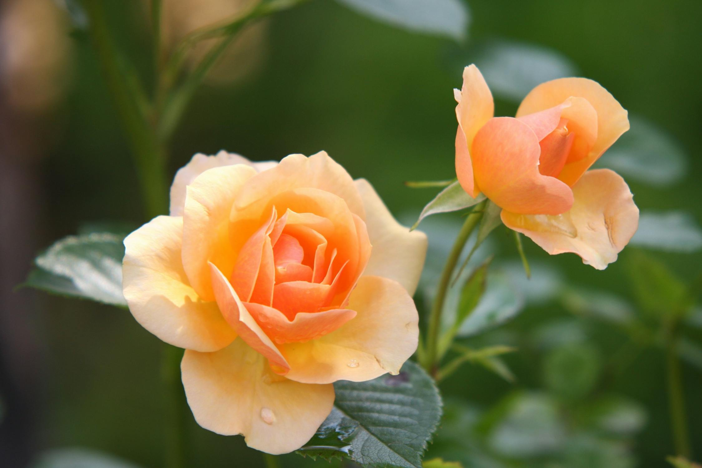 Rose als Symbol